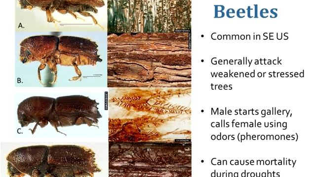 Weather Variability and Its Impacts on Forest Health смотреть онлайн