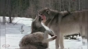 " Ах как много выпало ...  "  Музыкальная шкатулка .