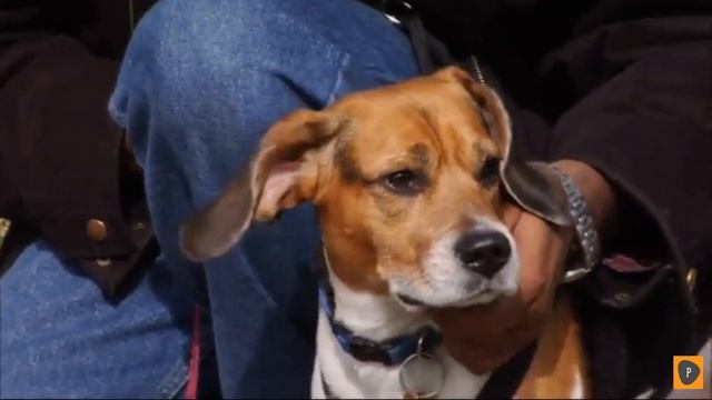 Best Dog Food in 2019 - Top 6 Dog Food Review смотреть онлайн