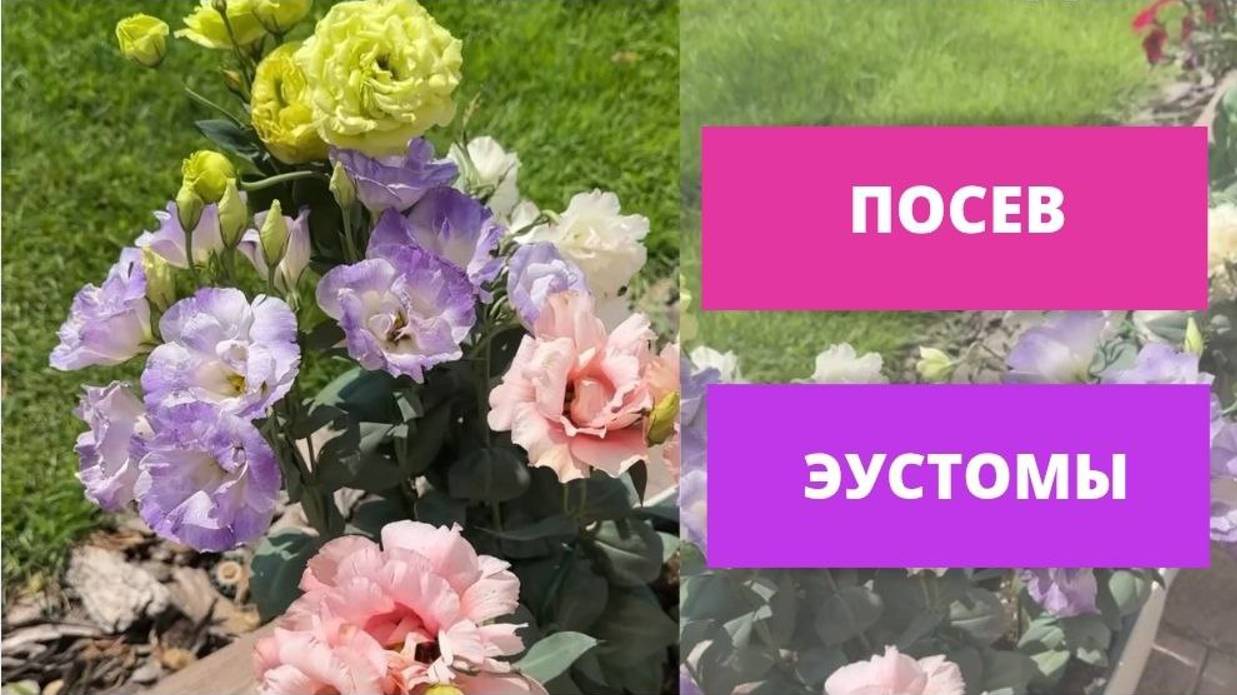 посадка эустом