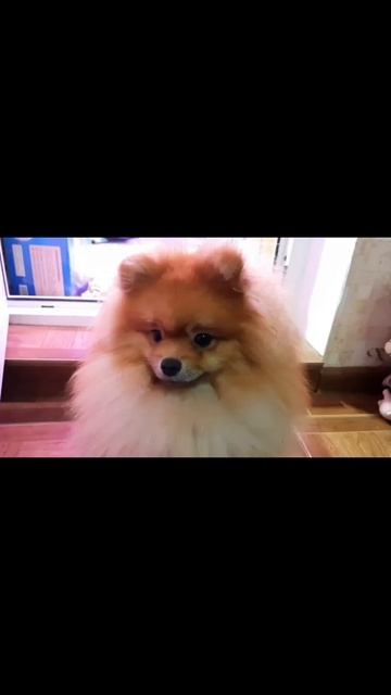 Хорошие пельмени это очень,очень вкусно.(Мини пародия). смотреть онлайн