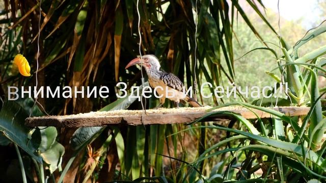 Бытие и просветление Экхарт Толле.Сила момента сейчас.4К video .Здесь и сейчас.Никошо. смотреть онлайн