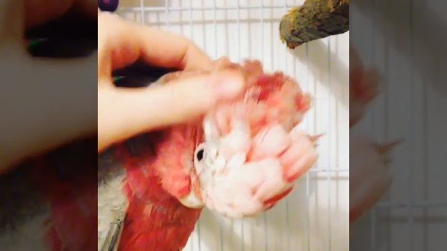 Cockatoo Galah 4 months смотреть онлайн