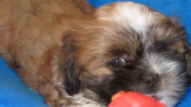 Lindos Filhotes De Lhasa Apso (16) 9108 8818