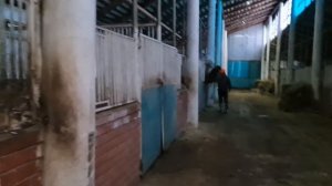 Сегодня мы снова на хозяйстве/ Потеряли Индюшку/ Кфх Идиятуллин