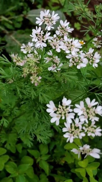 Coriander Flowers | #copyrightfree #4kvideo #dolbyatmos #whatsappstatus | #Herb #Shorts #ShortsFeed смотреть онлайн