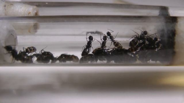 Camponotus saxatilis второй год / Сахалинский муравей. Ants at home 🐜 19 смотреть онлайн