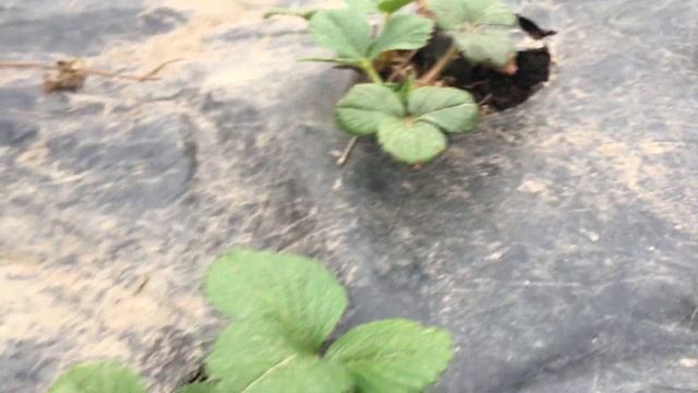 Полуниця Альба смотреть онлайн