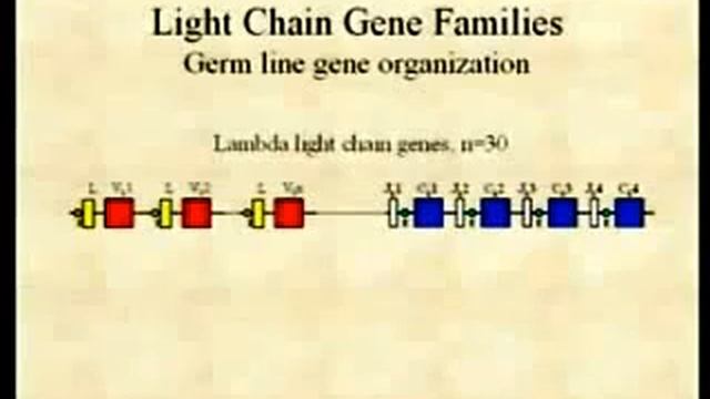1.7. Immunoglobulins, Genetics-I - Immunology Video Lectures смотреть онлайн