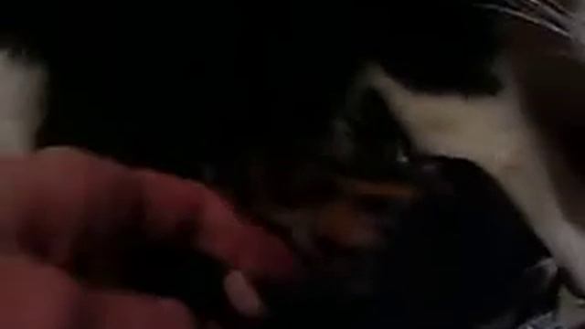 Котята родились 5 дек 2010 смотреть онлайн