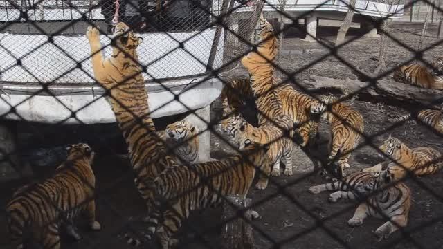 Харбин. Кормление тигров в Тигропарке смотреть онлайн