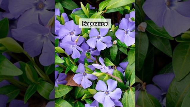 13 растений, которые выдавят сорняки с участка. Дачникам на заметку! смотреть онлайн