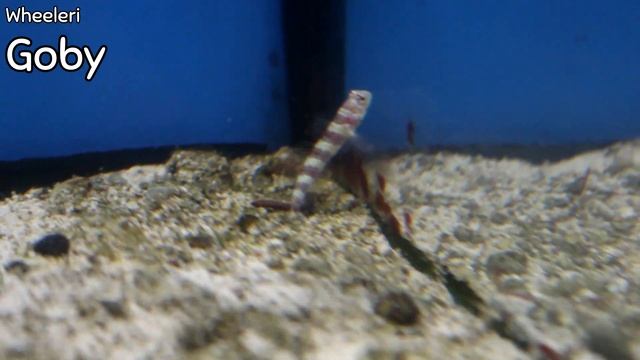 What Fish Can I Put in My Biocube? смотреть онлайн