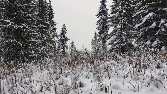 Заставки | двухминутки • 5 🌲❄️🌨 Лес — Снег — Зима • live wallpaper смотреть онлайн