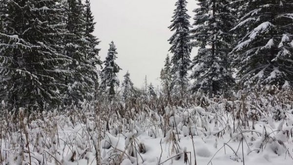 Заставки | двухминутки • 5  🌲❄️🌨 Лес — Снег — Зима • live wallpaper