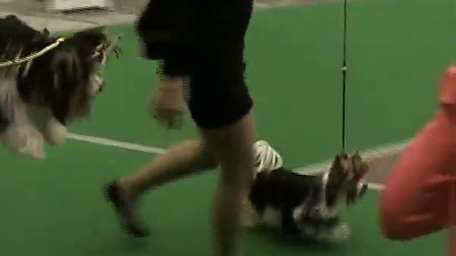 Киев 04.12.2016. IDEAL Of DEVOTION Nika Star смотреть онлайн