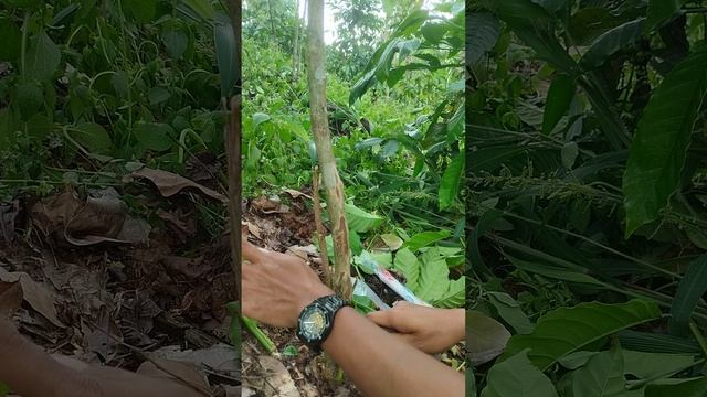 cara sambung pucuk kopi robusta смотреть онлайн