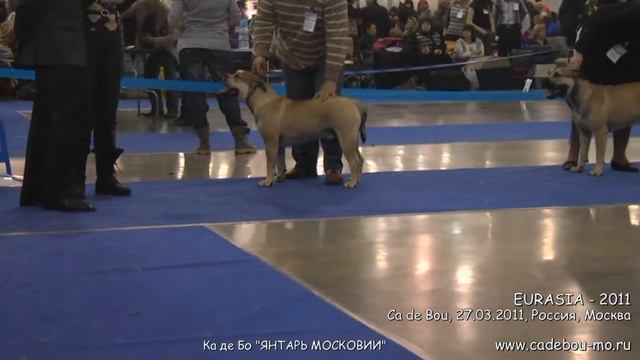 ЕВРАЗИЯ -2011 CACIB FCI  27.03. Ка де Бо  Щенки и Юниоры