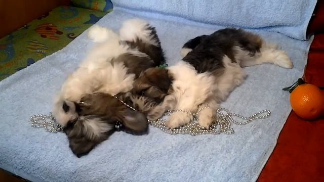 Щенки Лхаса Апсо