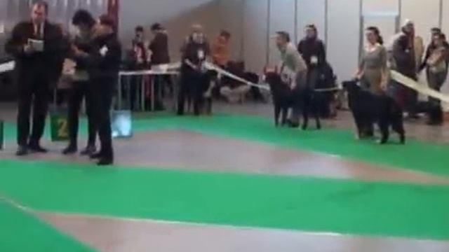 Ринг Бернский зенненхунд выставка Акана 2011 г часть 3