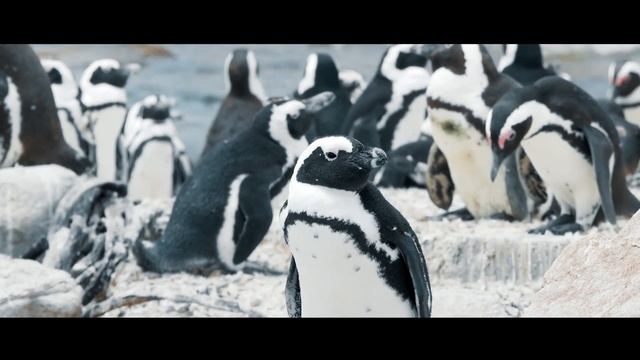 Memories of South Africa | timkuentzler смотреть онлайн