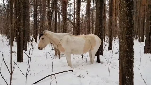 Жизнь в Деревне/Один в лесу спасаю Лошадей-Попался хитрый Волк/Охота на волка 2022 смотреть онлайн