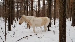 Жизнь в Деревне/Один в лесу спасаю Лошадей-Попался хитрый Волк/Охота на волка 2022