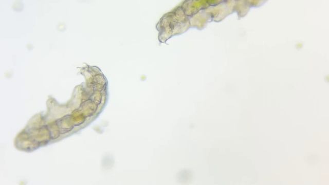 Microscope Image Sonification 水熊蟲顯微影像聲音化 смотреть онлайн