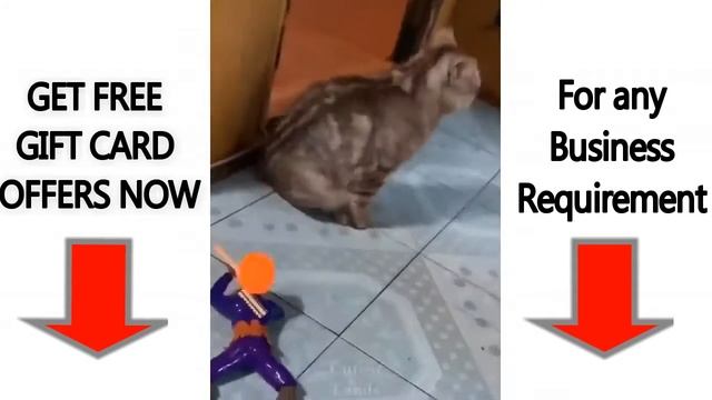 CATS will make you LAUGH YOUR l funny cats смотреть онлайн