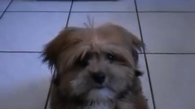 Rock!! (meu lhasa apso) смотреть онлайн