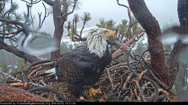 03-02-19 Big Bear Lake eagles; one soaked Mrs. Big Bear. смотреть онлайн