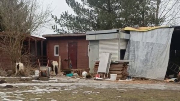 Варя, это кусты Monkey Pride #shorts #pets