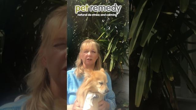 Pet Remedy calming wipes introduction смотреть онлайн
