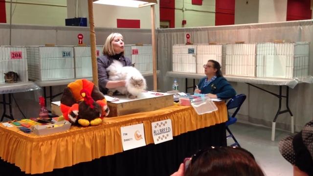 Fluffy Charm White Bear Mishka Tica Show 2012 White plans NY смотреть онлайн