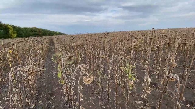 Це фіаско⁉️Джон Дір тріщить по швах‼️Скоро буду голий, босий і простоволосий з цим комбайном..ч1 смотреть онлайн