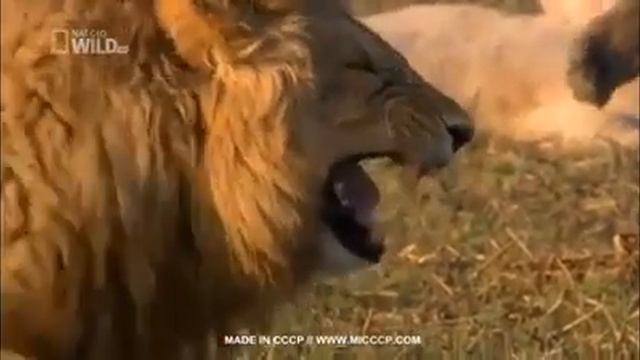 Ххххх смотреть онлайн