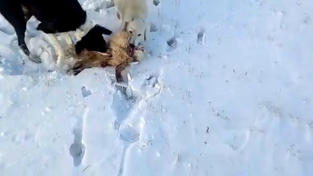 Казахские тазы взяли лису. смотреть онлайн