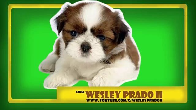 som latidos de filhote chorando - Sound of crying puppy barking