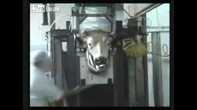 (18+, нарезка видео со скотобоен) Теперь зверушки умеют ходить смотреть онлайн