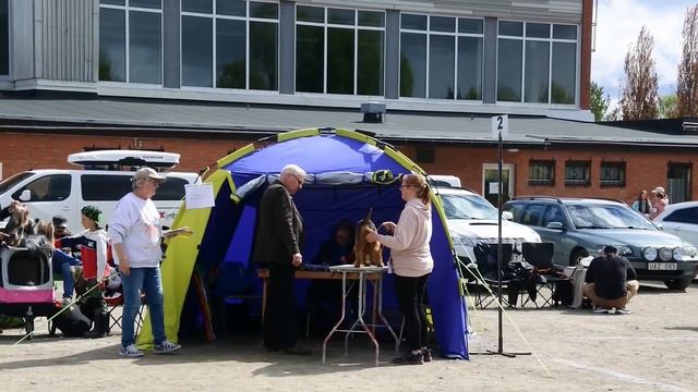 Выставка собак в Швеции. В этот раз для нас безрезультатная. Nationell hundutställning i SJulnäs.