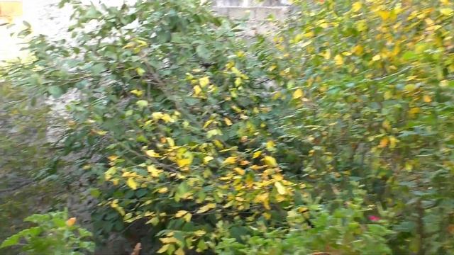 Отличный дом 250 м в Сочи за 21 млн в 10 минутах от центра и 10 минутах от моря! смотреть онлайн