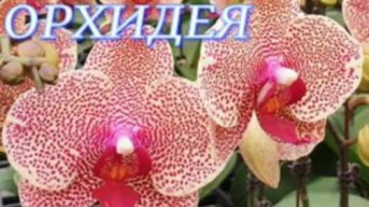 №1009/ СВЕЖАЯ поставка ОРХИДЕЙ в маг. ОРХИДЕЯ смотреть онлайн