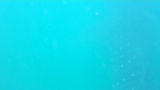 Whale Shark La Paz, MX смотреть онлайн
