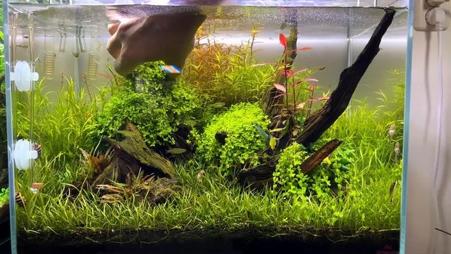 SAVING 3 NEGLECTED PLANTED TANKS - BIG MAINTENANCE SESSION! смотреть онлайн