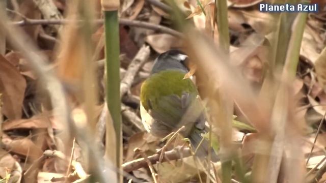 Tico Tico De Bico Amarelo Cantando No Mato  🎶 🐦 👏
