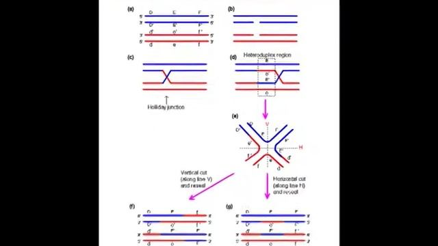 DNA RECOMBINATION, REPLICA PLATING AND AMES TEST смотреть онлайн