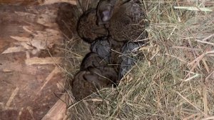 крольчата 1