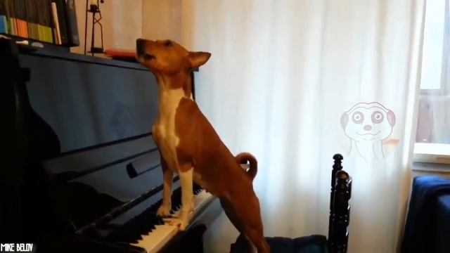 10 CANI PREISTORICI CHE ESISTONO ANCORA OGGI смотреть онлайн