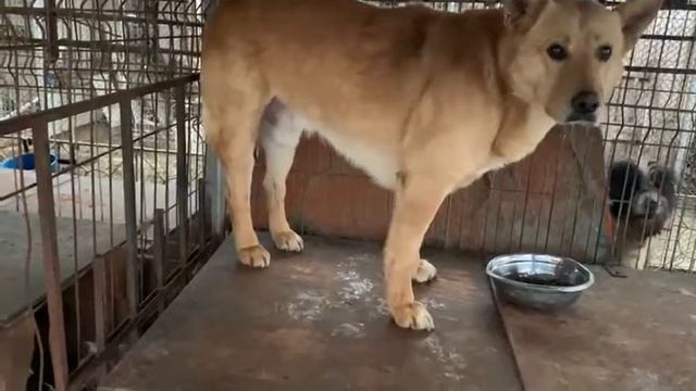 Maxwell im öffentlichen Shelter Baia Mare смотреть онлайн