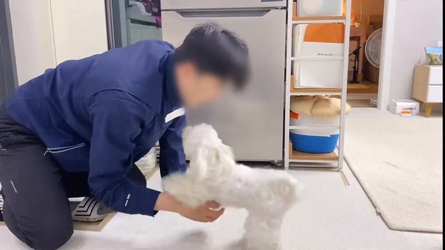 싸가지 없는 말티즈때문에 놀란 기사님 + 훈련 방법 смотреть онлайн